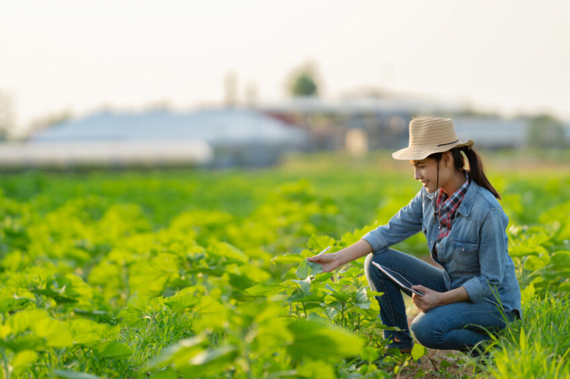 茨城県の農業・漁業～野菜やサバが首位！どちらも全国屈指の実力－データでわかる全44市町村－