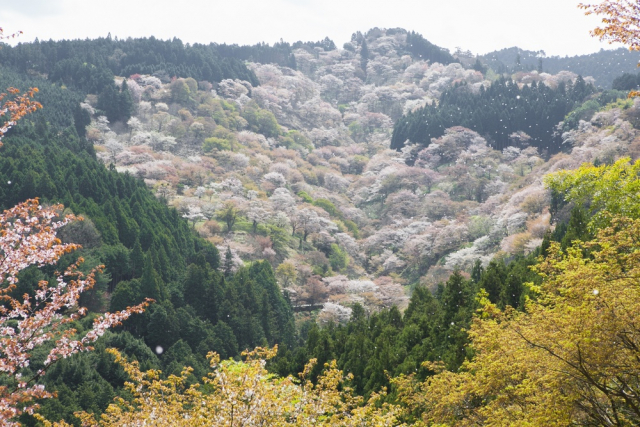 吉野の花見で笑いをとった伊達政宗～秀吉が催した5000人規模の大宴会～