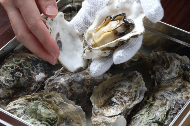 広島のカキ養殖～波が穏やかで栄養豊富な海が育む冬の味覚