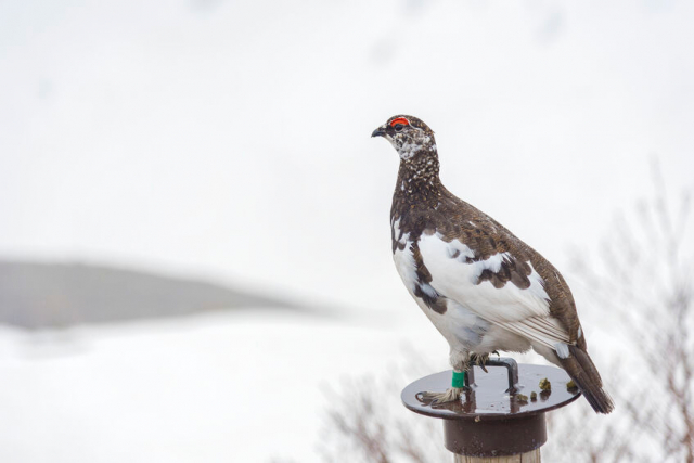 立山の氷河は日本で初めて確認された！富山の県鳥・ライチョウとの関係性は？