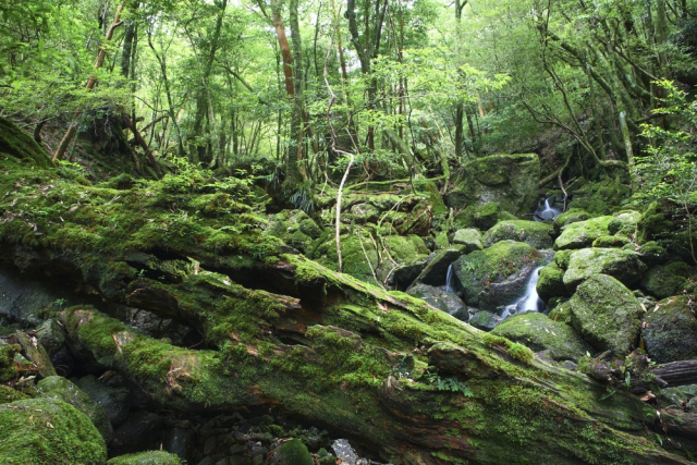 屋久島の成り立ちの歴史～地下から上昇してきた花崗岩マグマの塊でできた島～