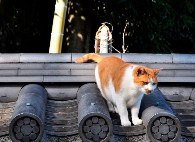 佐柳島の２つ不思議～なぜ猫だらけになったのか？1人に2つの墓があるって本当？