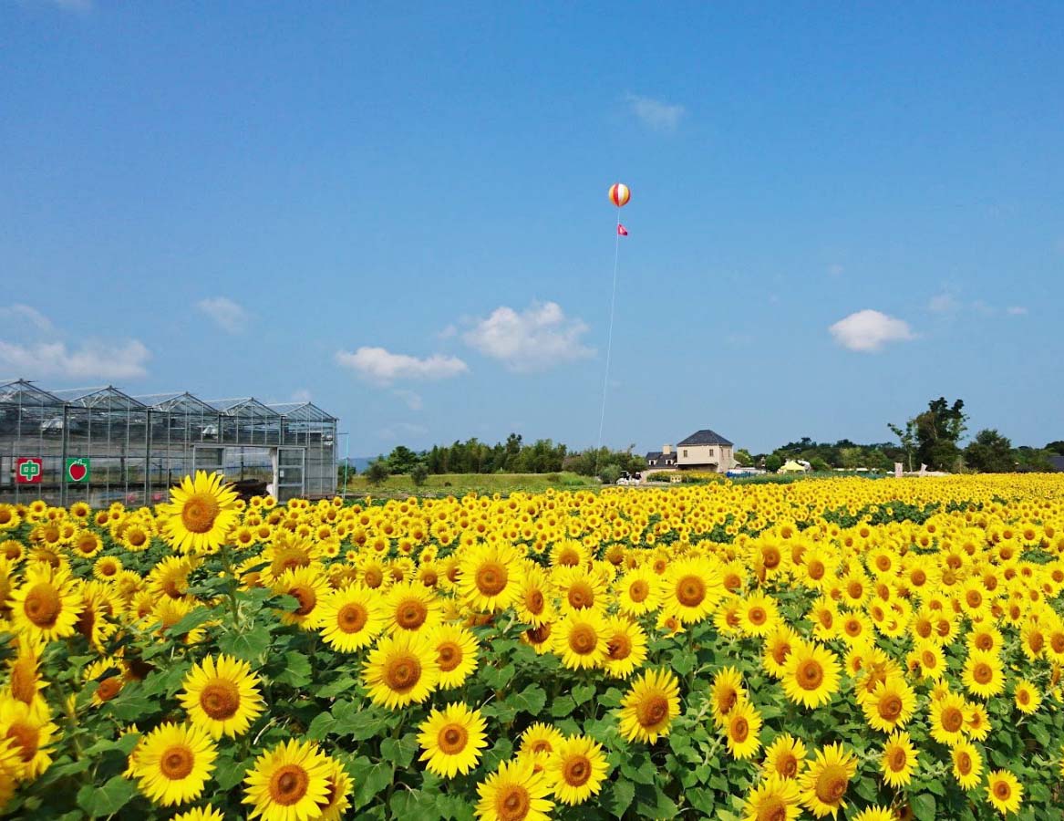 淡路ファームパークイングランドの丘】お花や動物ふれあいが楽しめる ...