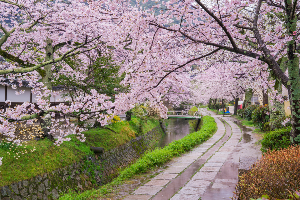 京都 哲学の道 のんびりと歩きたくなる散策路 まっぷるトラベルガイド