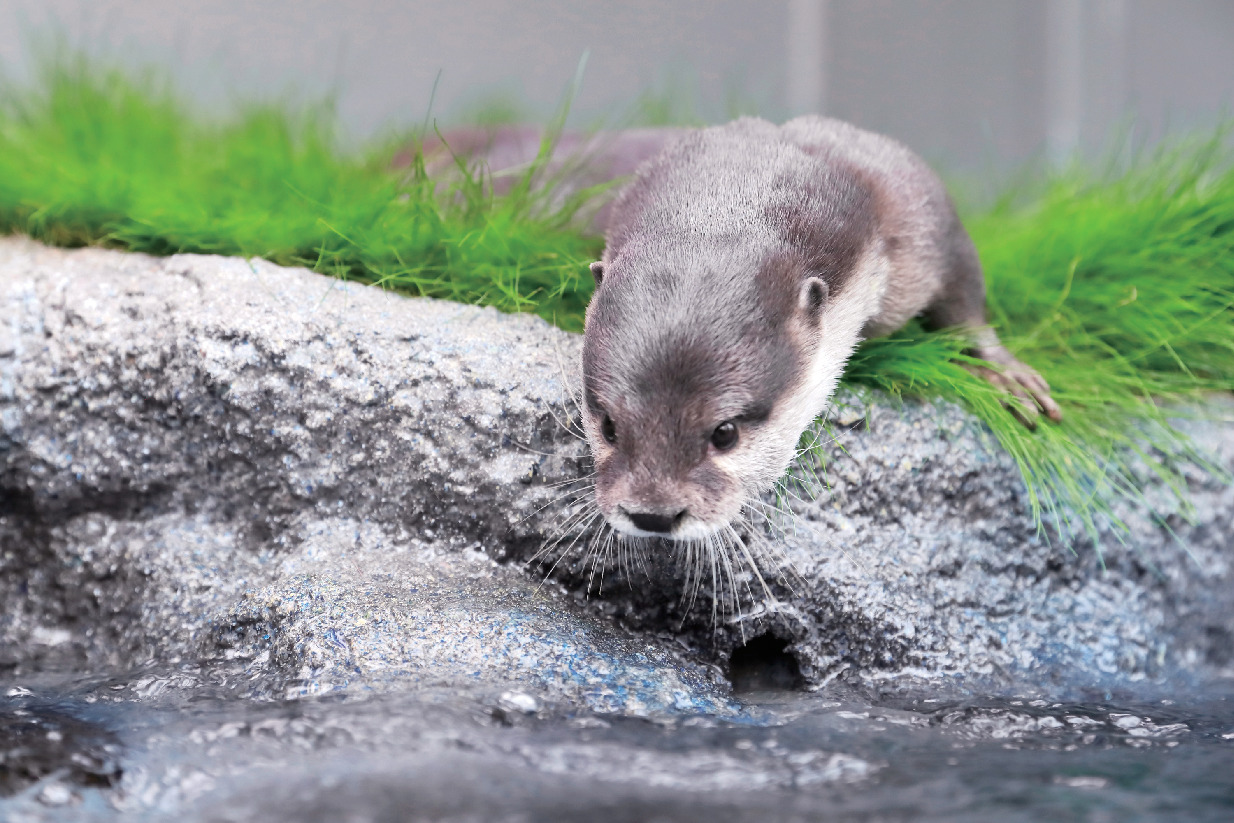 サンシャイン水族館へアクセス！都心でペンギン＆カワウソに会える場所