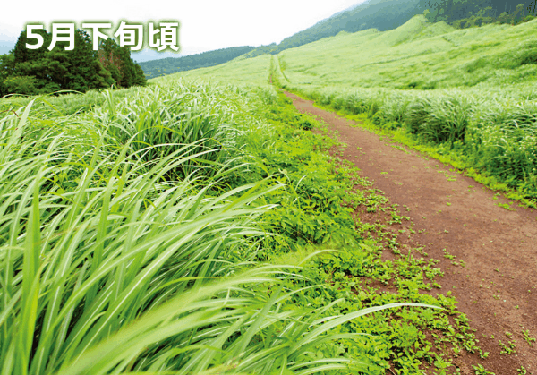 神奈川 箱根 黄金色の絶景 仙石原ススキ草原 を見に行こう まっぷるトラベルガイド