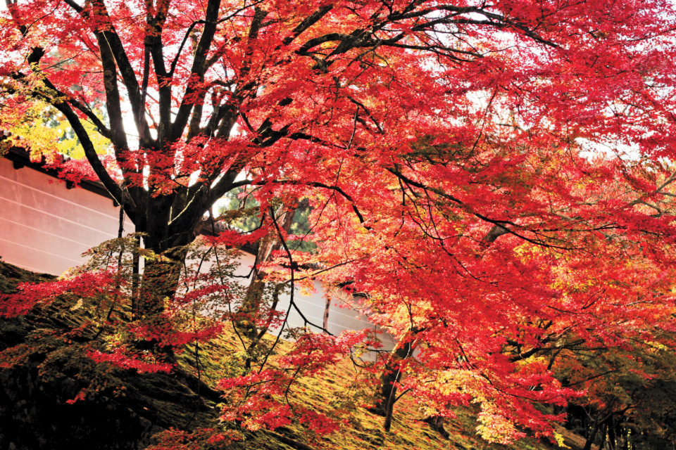 京都 一乗寺 紅葉おすすめスポット 詩仙堂 曼殊院 赤山禅院へ おすすめモデルコースもご案内 まっぷるトラベルガイド