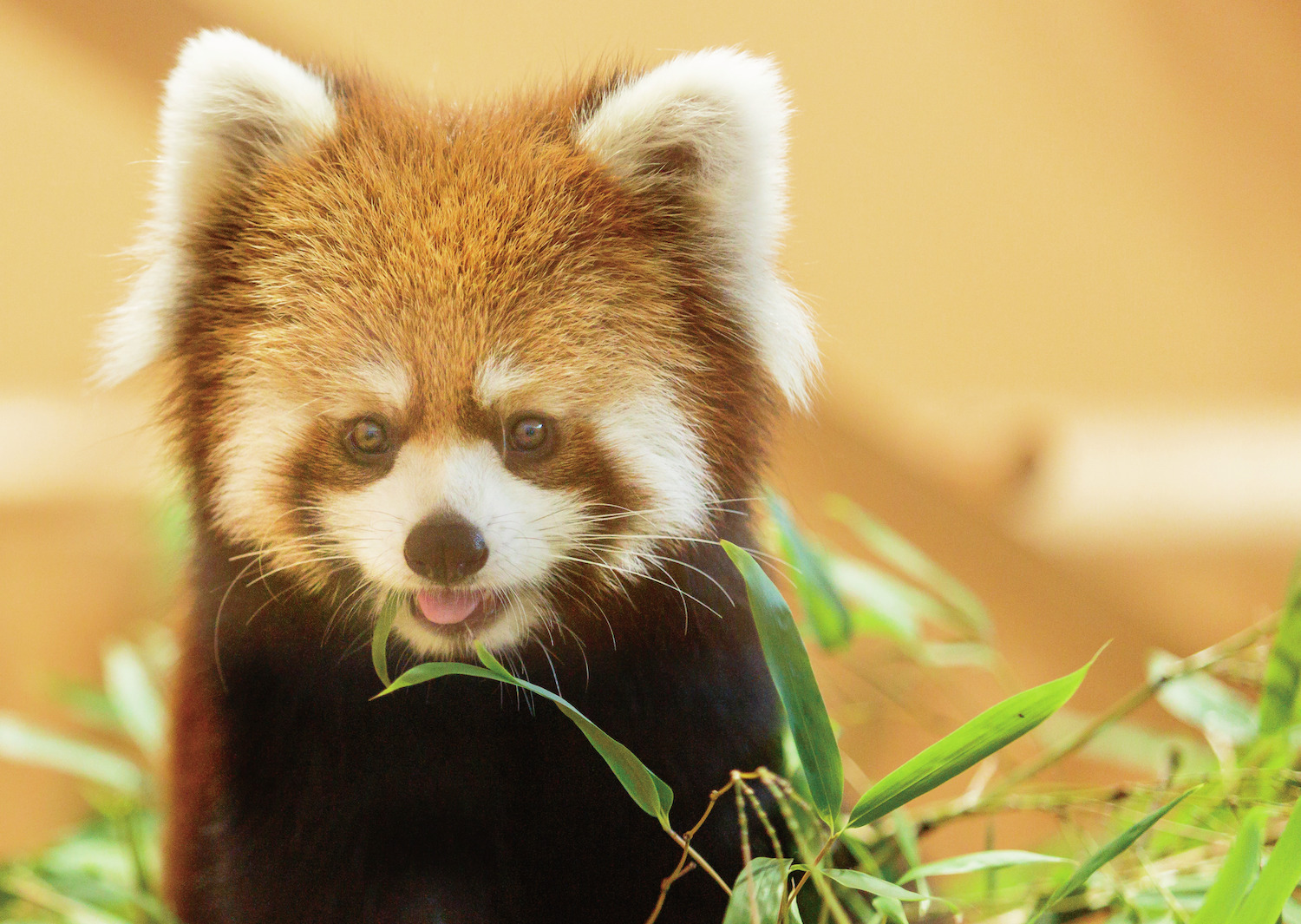 静岡 日本平動物園 驚きがいっぱいの見どころをチェック まっぷるトラベルガイド