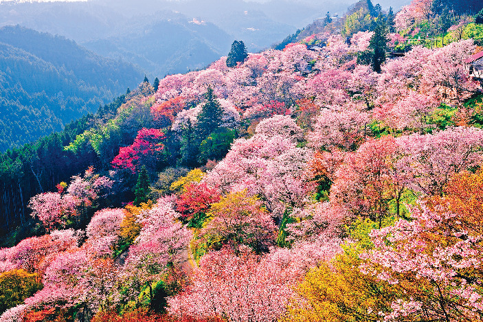 吉野の桜】吉野山の観光のポイントを解説！下千本から奥千本までをナビ