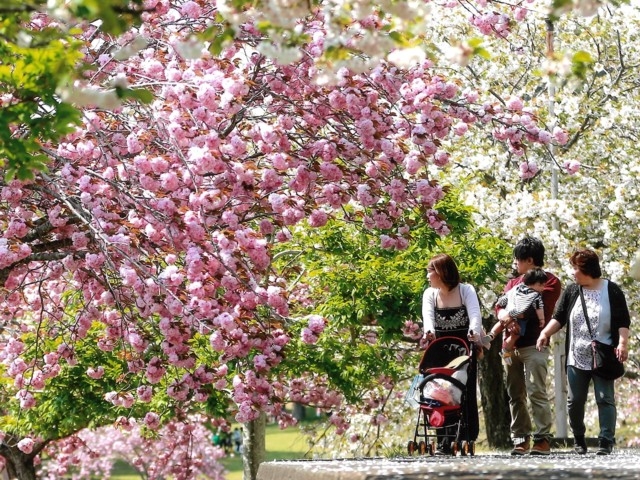 茨城県のおすすめの桜の名所 お花見スポット 年版 観光旅行メディア まっぷるトラベルガイド