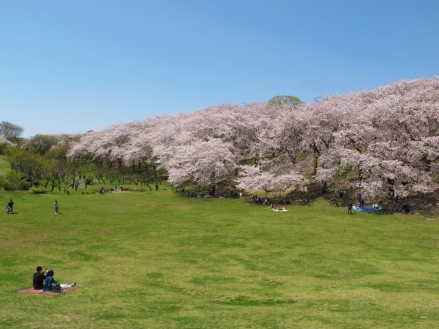 21年版 全国の桜まつり 桜の名所 21年の桜まつり日程も 観光旅行メディア まっぷるトラベルガイド
