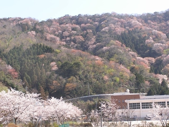 神子の山桜 観光旅行メディア まっぷるトラベルガイド