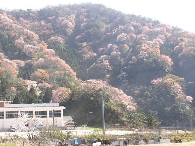 神子の山桜 観光旅行メディア まっぷるトラベルガイド