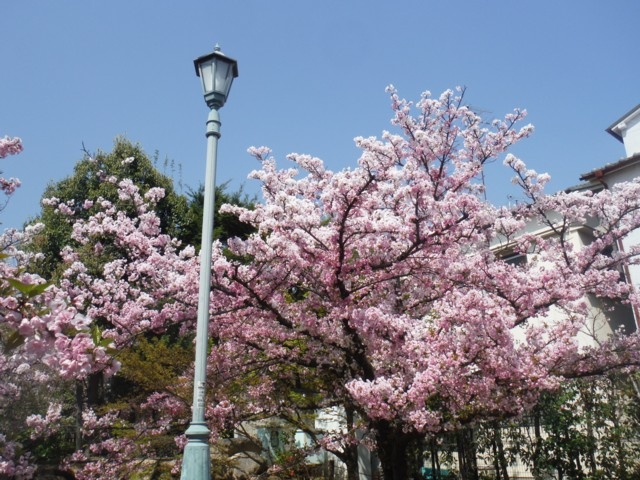 兵庫県のおすすめの桜の名所 お花見スポット 年版 観光旅行メディア まっぷるトラベルガイド