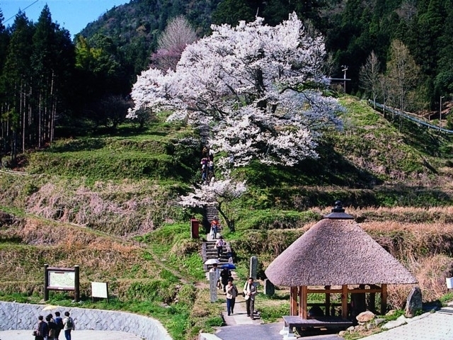 奈良県のおすすめの桜の名所 お花見スポット 年版 観光旅行メディア まっぷるトラベルガイド