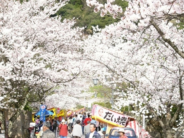 中国エリアのおすすめの桜の名所 お花見スポット 年版 観光旅行メディア まっぷるトラベルガイド