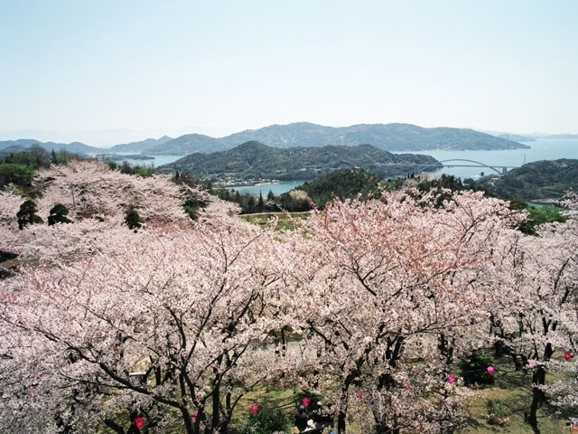 愛媛県のおすすめの桜の名所・お花見スポット【2020年版】 - 観光旅行メディア｜まっぷるトラベルガイド