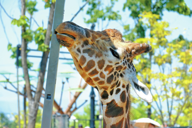 旭山動物園の見どころはココ 魅力と楽しみ方を徹底紹介 まっぷるトラベルガイド