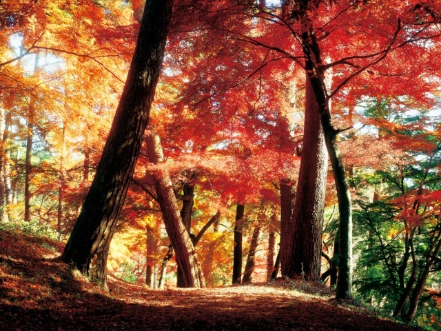 福島県のおすすめの紅葉スポット 年版 例年の見頃時期やイベント ライトアップなど情報満載 まっぷるトラベルガイド