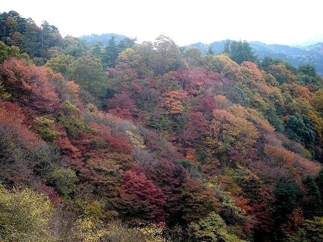 滋賀県のおすすめの紅葉スポット 年版 例年の見頃時期やイベント ライトアップなど情報満載 観光旅行メディア まっぷるトラベルガイド