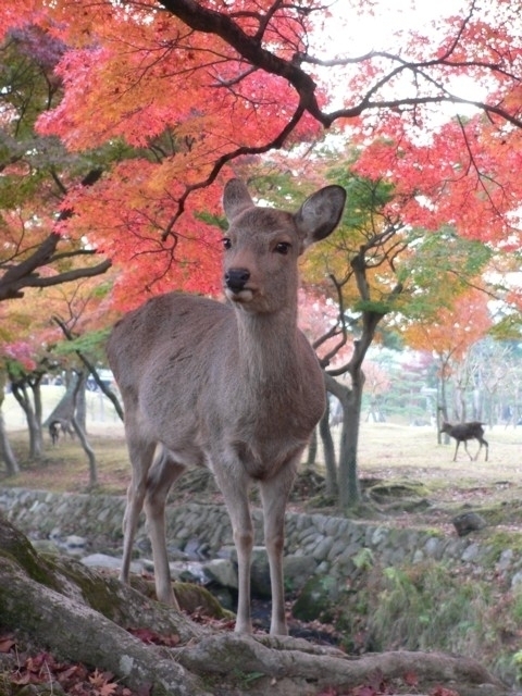 奈良県のおすすめの紅葉スポット 年版 例年の見頃時期やイベント ライトアップなど情報満載 観光旅行メディア まっぷるトラベルガイド