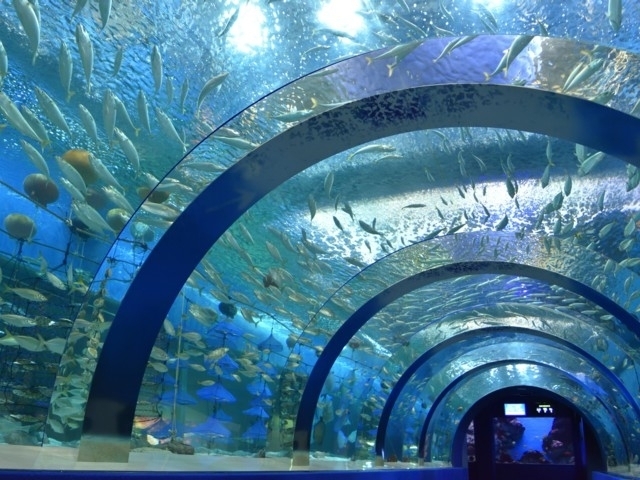 東北のおすすめ水族館 21版 営業時間やアクセス ファミリー向け子連れ情報など情報満載 まっぷるトラベルガイド