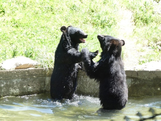 岩手県のおすすめ動物園 21版 営業時間やアクセス ファミリー向け子連れ情報など情報満載 まっぷるトラベルガイド