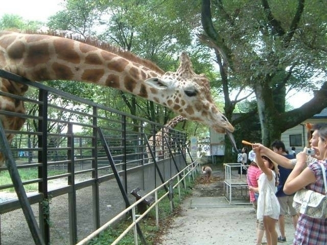 関東のおすすめ動物園 21版 営業時間やアクセス ファミリー向け子連れ情報など情報満載 まっぷるトラベルガイド