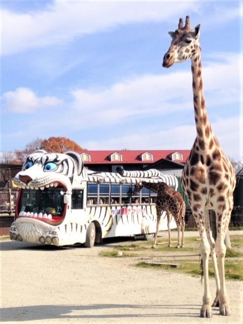 栃木県のおすすめ動物園 21版 営業時間やアクセス ファミリー向け子連れ情報など情報満載 まっぷるトラベルガイド