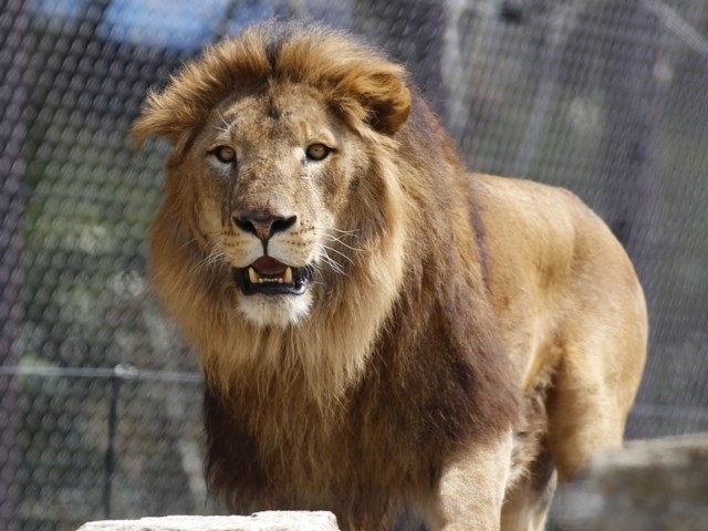 千葉県のおすすめ動物園 21版 営業時間やアクセス ファミリー向け子連れ情報など情報満載 まっぷるトラベルガイド