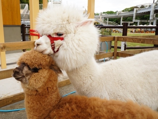 千葉市動物公園 まっぷるトラベルガイド