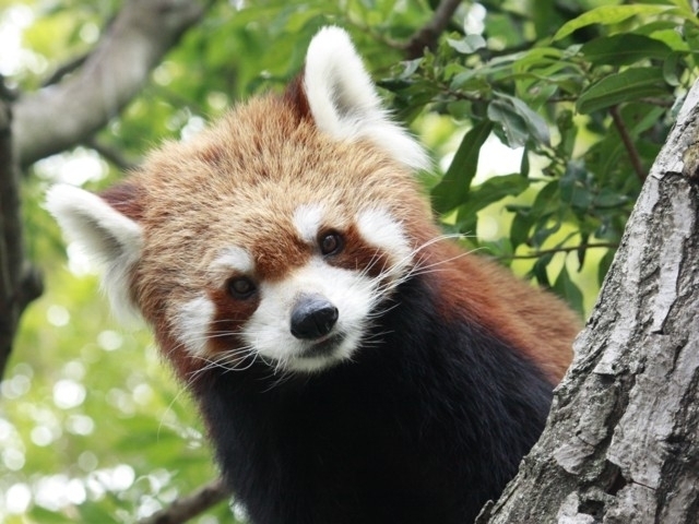 東京都のおすすめ動物園 21版 営業時間やアクセス ファミリー向け子連れ情報など情報満載 まっぷるトラベルガイド