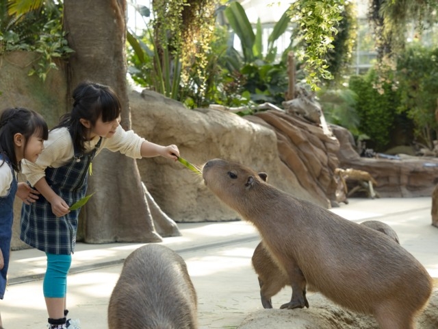 兵庫県のおすすめ動物園 21版 営業時間やアクセス ファミリー向け子連れ情報など情報満載 まっぷるトラベルガイド