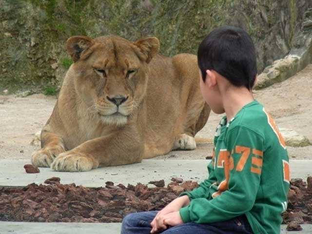 広島県のおすすめ動物園 21版 営業時間やアクセス ファミリー向け子連れ情報など情報満載 まっぷるトラベルガイド