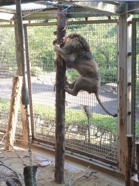 大牟田市動物園 まっぷるトラベルガイド