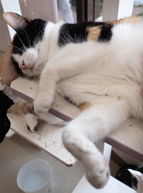 沖縄 宜野湾 保護猫カフェ ニャングスク 里親探しのお手伝い まっぷるトラベルガイド