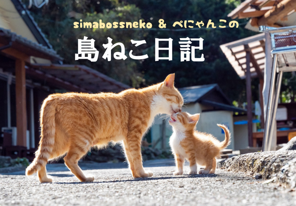 連載フォトエッセイ 第３回 Simabossneko ぺにゃんこの 島ねこ日記 まっぷるトラベルガイド