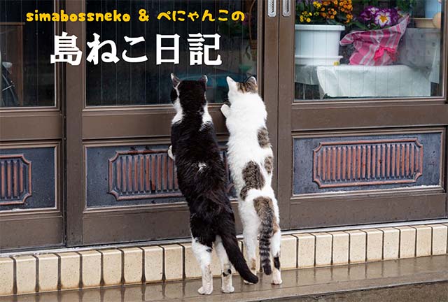 連載フォトエッセイ 第5回 Simabossneko ぺにゃんこの 島ねこ日記 観光旅行メディア まっぷるトラベルガイド