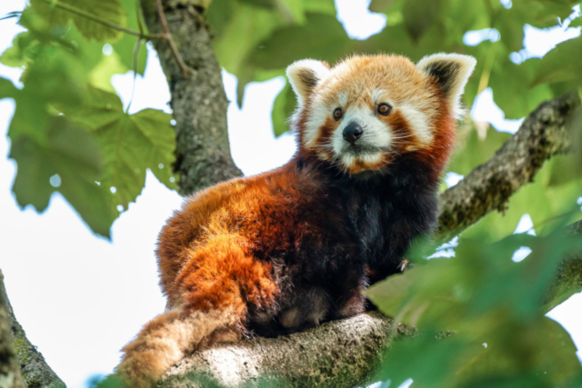 オンラインで動物園めぐり コロナ禍でも安心して楽しめる まっぷるトラベルガイド