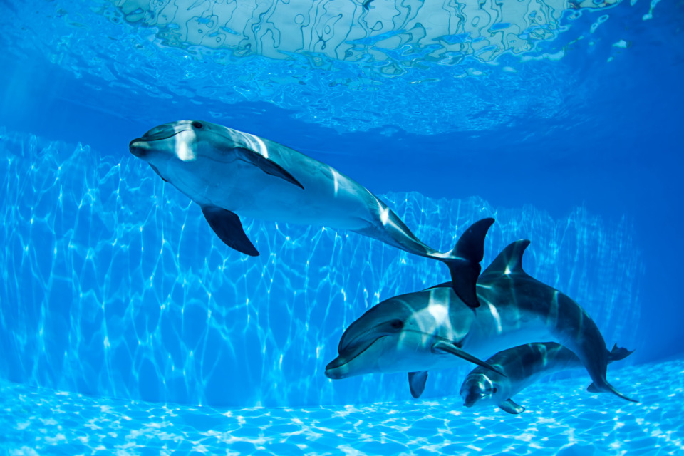 オンラインで水族館を楽しもう コロナ禍でも安心して楽しめる まっぷるトラベルガイド