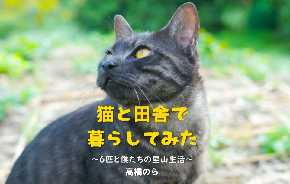 連載エッセイ 第16回 猫と田舎で暮らしてみた 6匹と僕たちの里山生活 まっぷるトラベルガイド