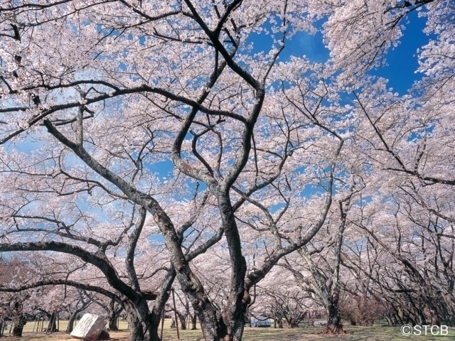 宮城県のおすすめの桜の名所 お花見スポット 21年版 まっぷるトラベルガイド