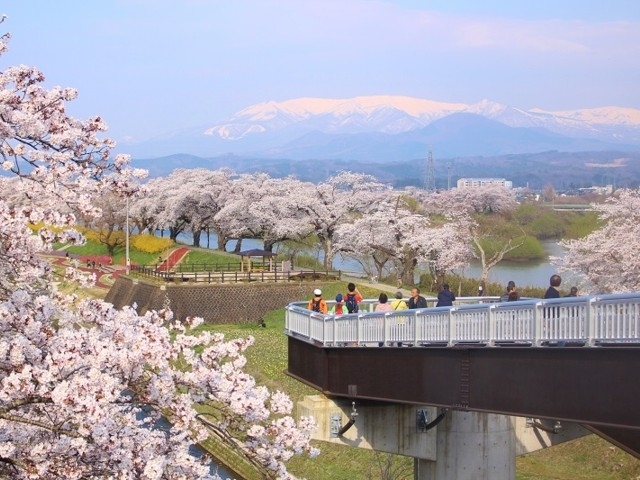 宮城県のおすすめの桜の名所 お花見スポット 21年版 まっぷるトラベルガイド