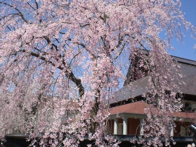 全国のおすすめのしだれ桜の名所 2021年版 まっぷるトラベルガイド