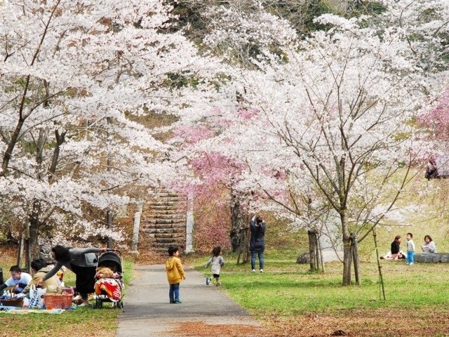 茨城県のおすすめの桜の名所 お花見スポット 21年版 まっぷるトラベルガイド