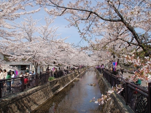群馬県のおすすめの桜の名所 お花見スポット 21年版 まっぷるトラベルガイド