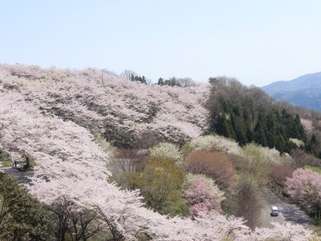 群馬県のおすすめの桜の名所 お花見スポット 21年版 まっぷるトラベルガイド