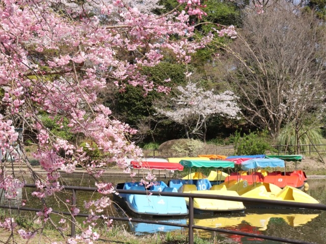 千葉県のおすすめの桜の名所 お花見スポット 21年版 まっぷるトラベルガイド