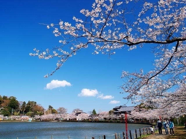 千葉県のおすすめの桜の名所 お花見スポット 21年版 まっぷるトラベルガイド