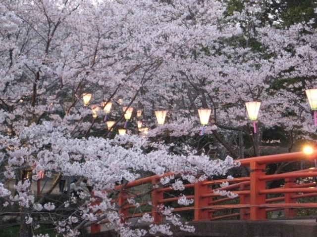 千葉県のおすすめの桜の名所 お花見スポット 21年版 まっぷるトラベルガイド